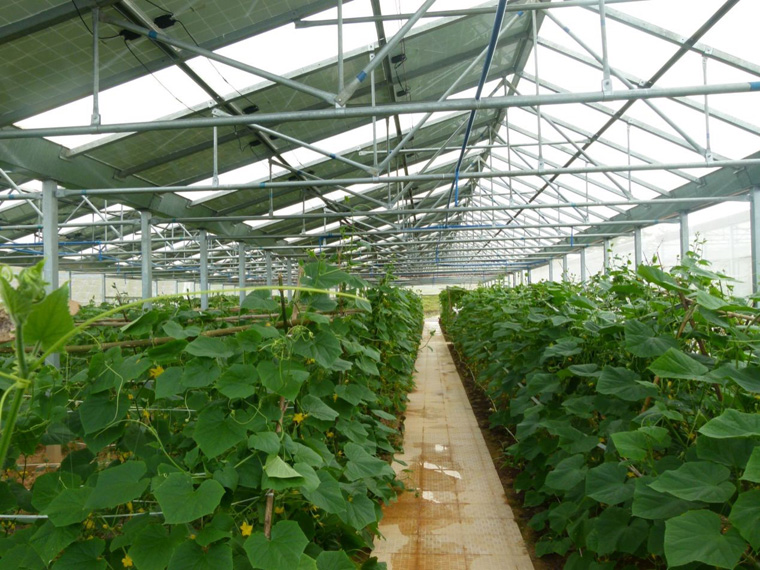 光伏農(nóng)業(yè)大棚前景怎么樣，怎樣有效利用光伏農(nóng)業(yè)大棚